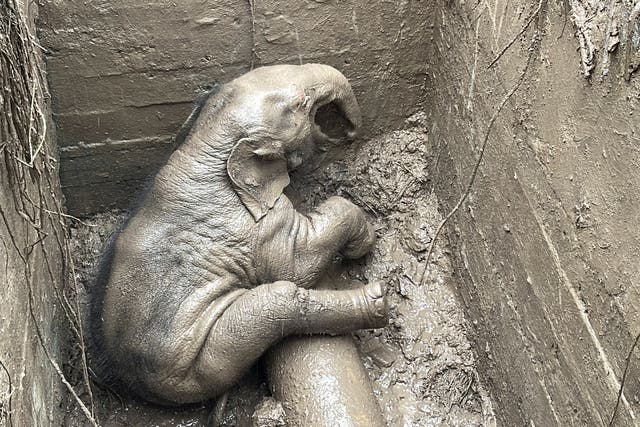 <p>The elephant calf fell into a drainage hole in Khao Yai National Park, Nakhon Nayok province, Thailand</p>