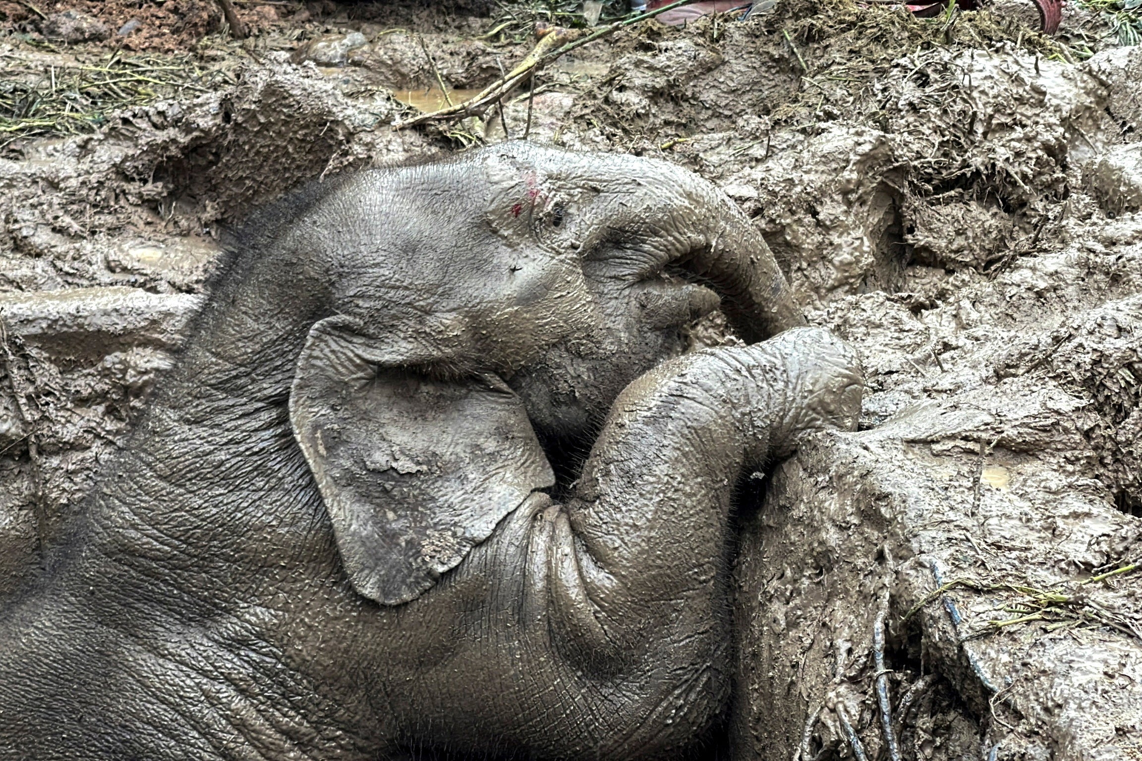 An elephant calf is seen inside a drainage hole after it fell in in Khao Yai National Park, Nakhon Nayok province, Thailand on 13 July