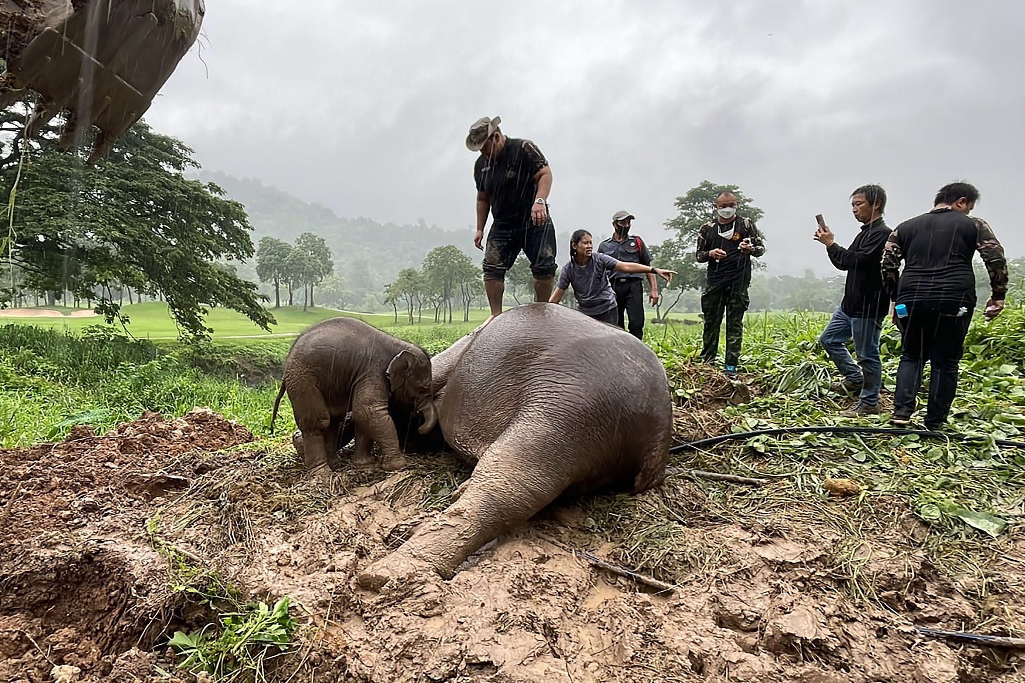 A calf stands next to its mother, a sedated adult elephant, following a rescue operation to recover the younger elephant after it fell into a hole, in Nakhon Nayok province in central Thailand