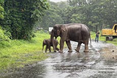 Elephant rips handler in half after heat ‘drives it crazy’ 