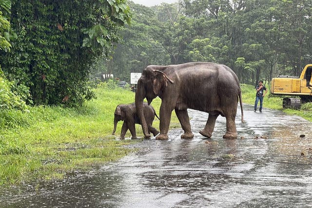 <p>Department of National Parks, Wildlife and Plant Conservation shows an adult and infant elephant walking together</p>