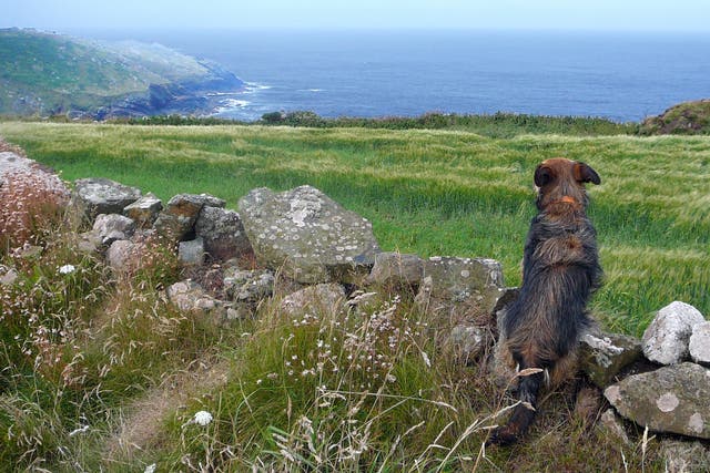 <p>These are the best places to take your pup  </p>