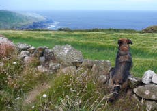 Best dog-friendly hotels in Cornwall 2022