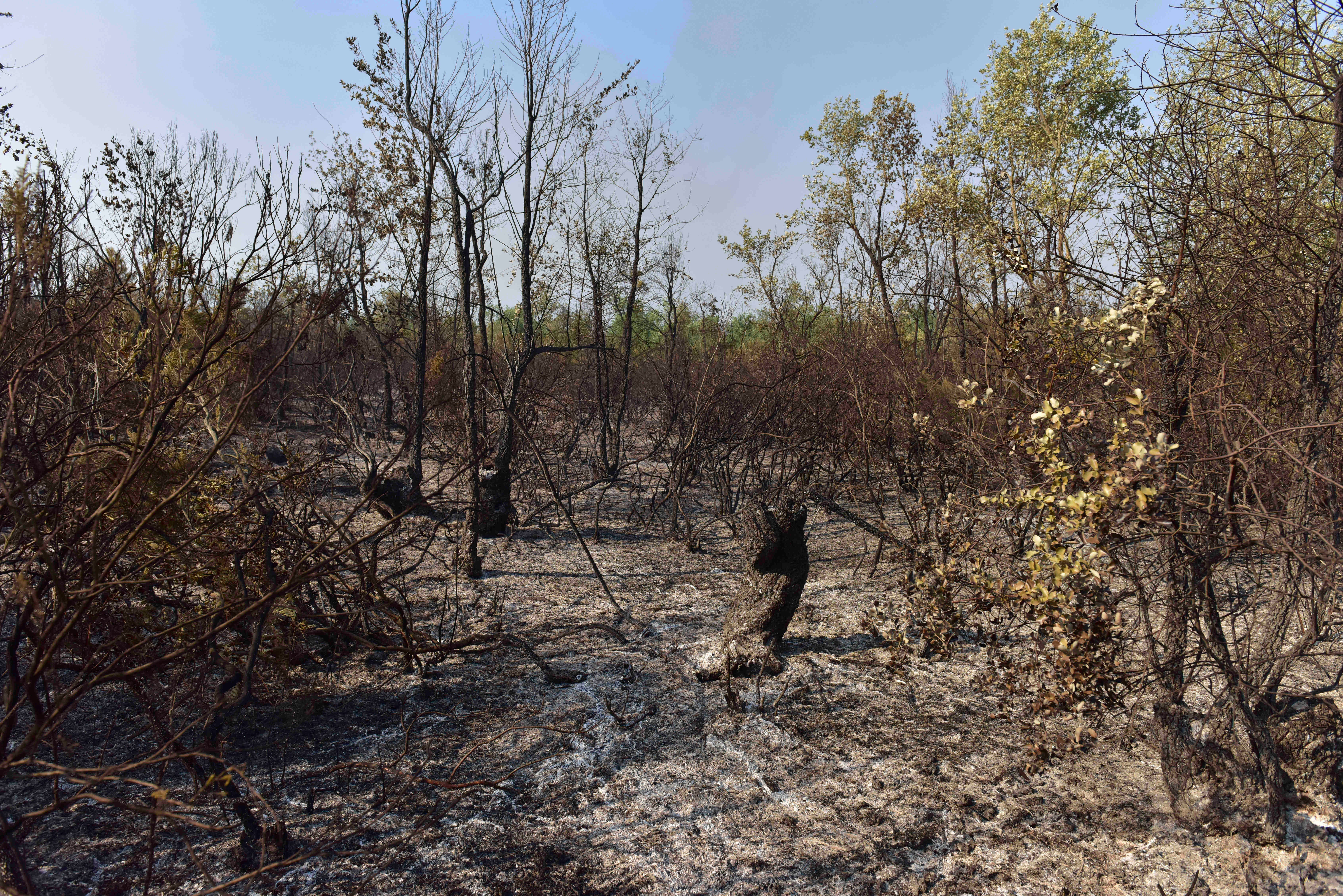Morocco Forest Fires