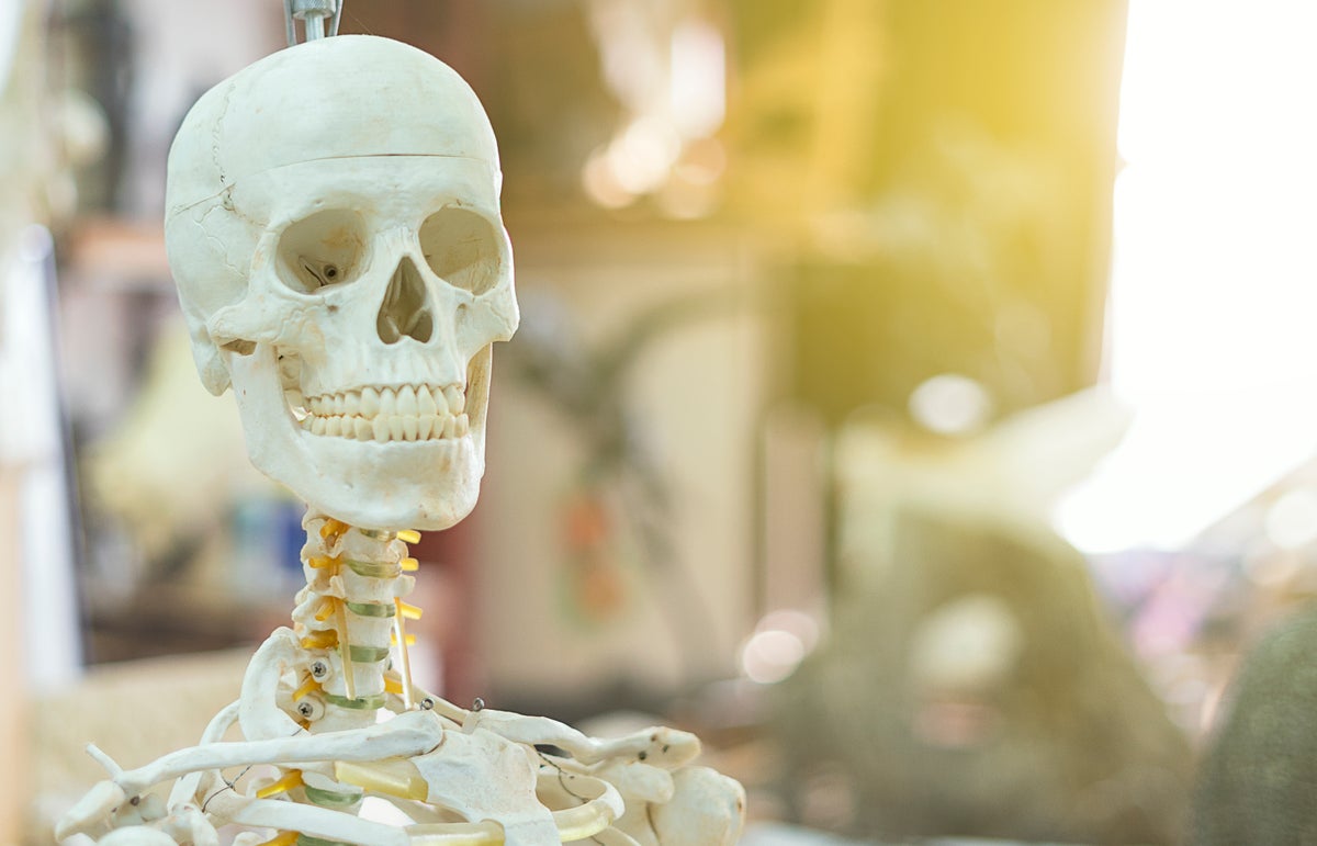 Halloween Wolf Skeleton 2022 Home Depot S 12 Foot Skeleton Is Officially Back The Independent