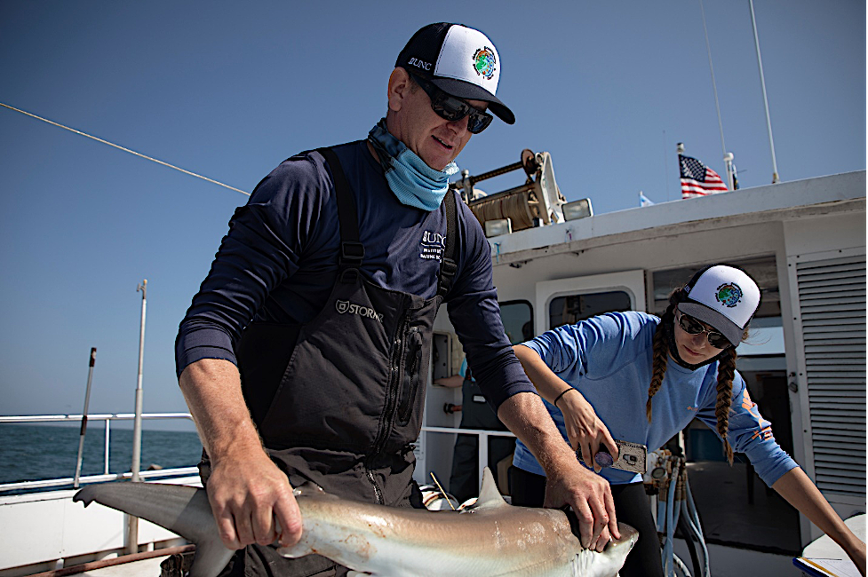 Dr Joel Fodrie measuring a shark while technician Holly Doerr records data and takes photos