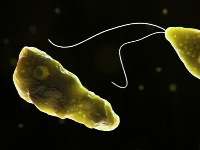 <p>Naegleria fowleri, also known as brain eating amoeba </p>