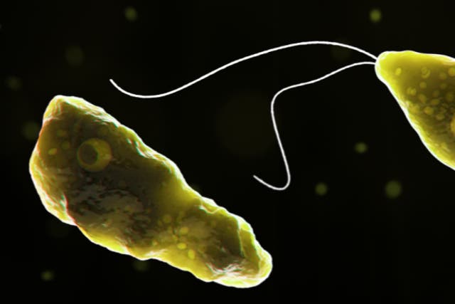 <p>Naegleria fowleri, also known as brain eating amoeba </p>