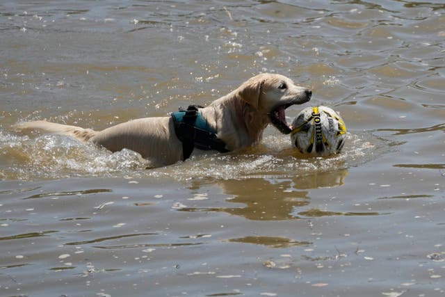<p>Britain Heatwave</p>