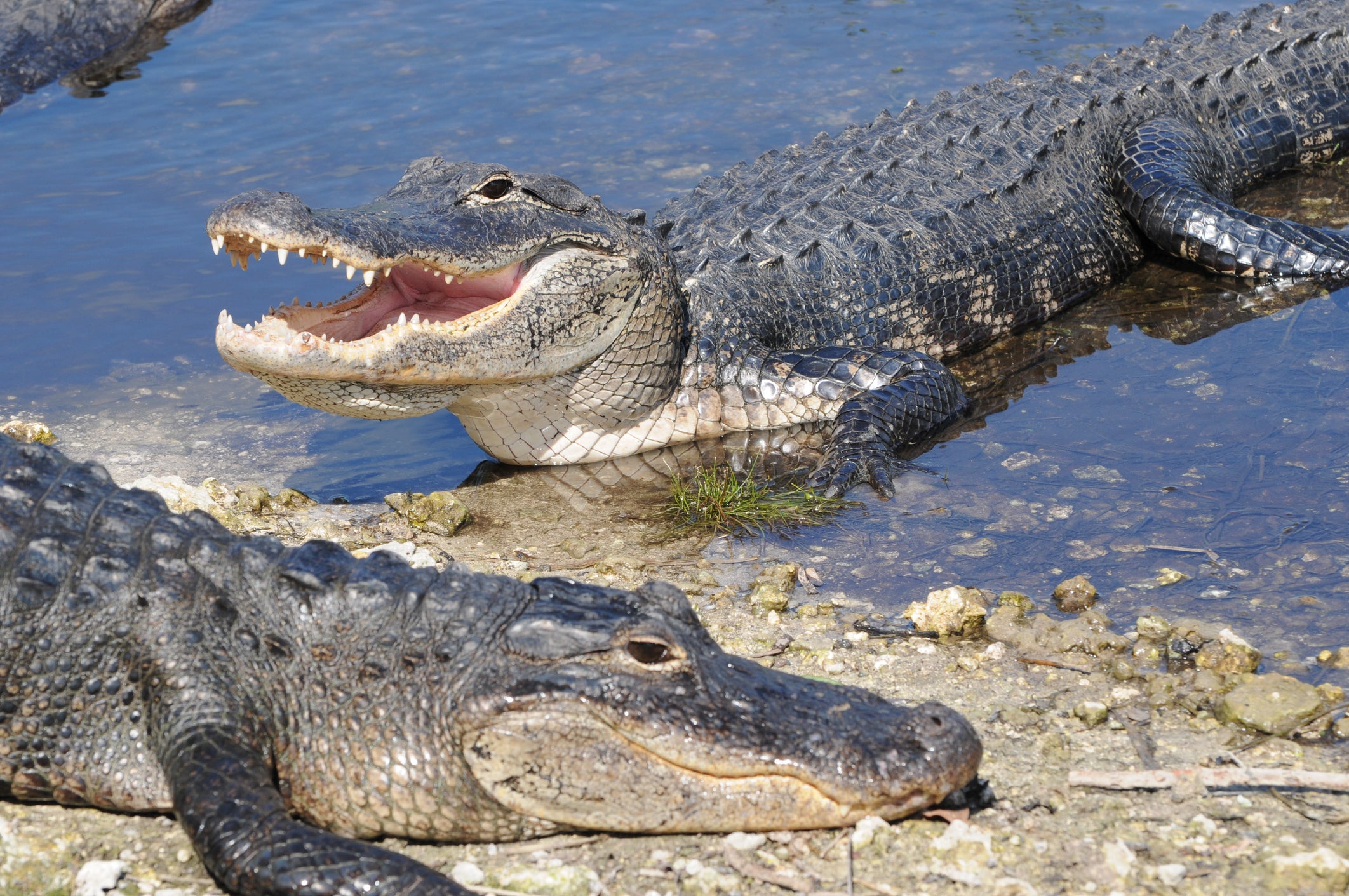 File picture of two American alligators
