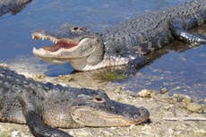 Florida man bitten on face by alligator during lake swim