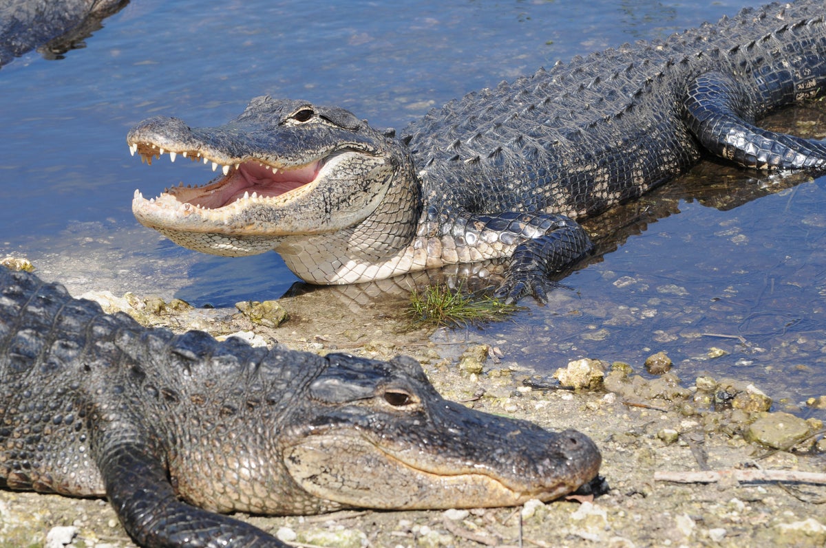 Florida man bitten on face by alligator during lake swim