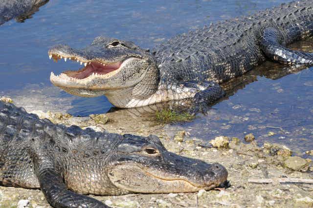 <p>Two American alligators</p>