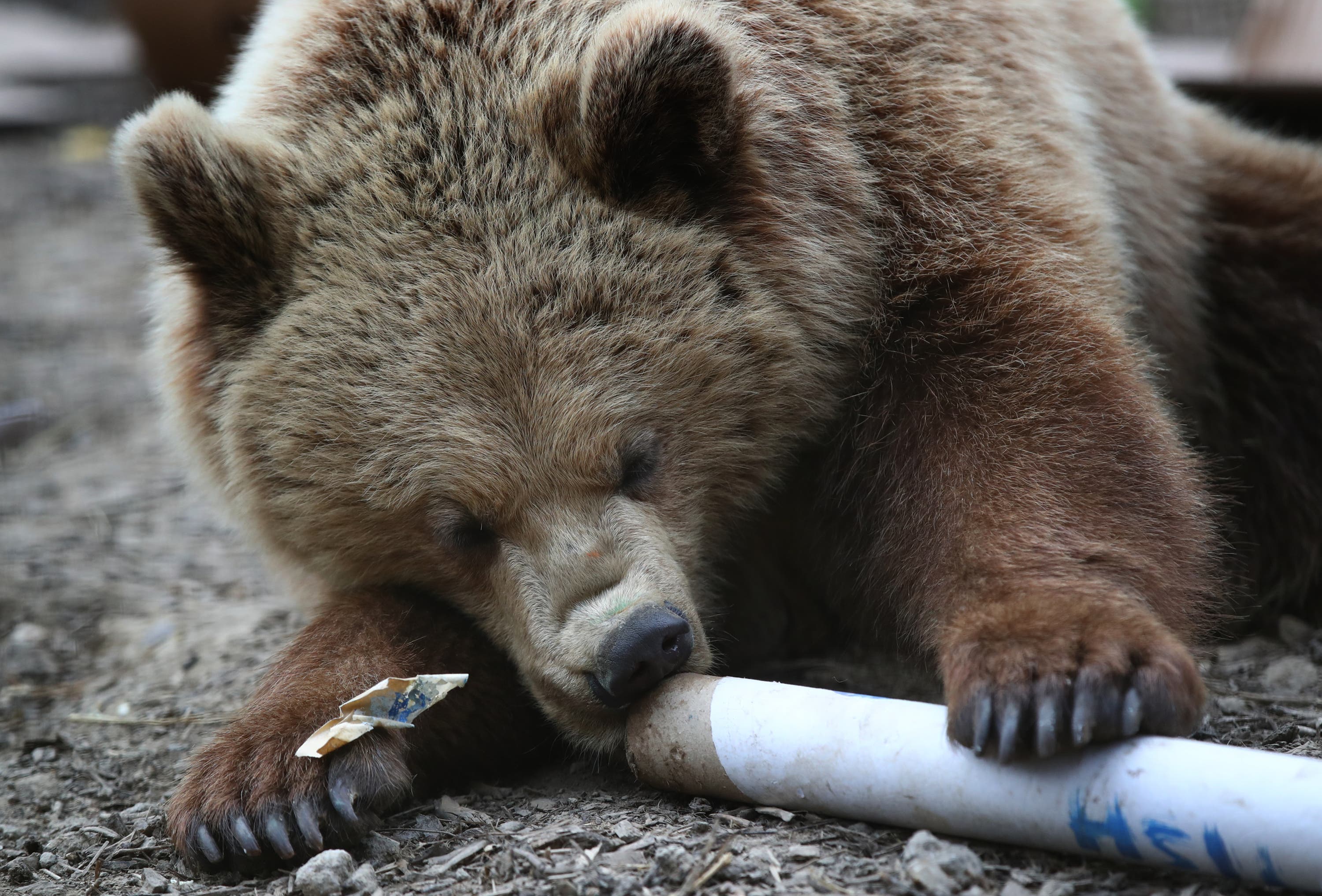 Fears of more attacks as tourist mauled by bear while skiing in North Macedonia - Vimarsana News