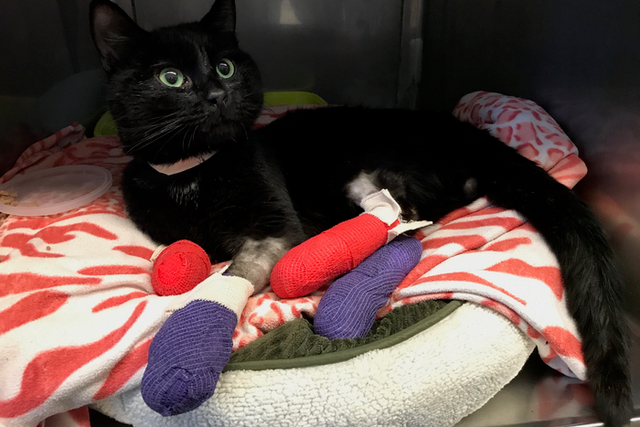 <p>A cat treated for care at UC Davis Veterinary Hospital after the 2018 Camp Fire</p>