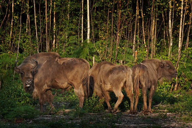 Three bison released into West Blean and Thornden Woods (Gareth Fuller/PA)