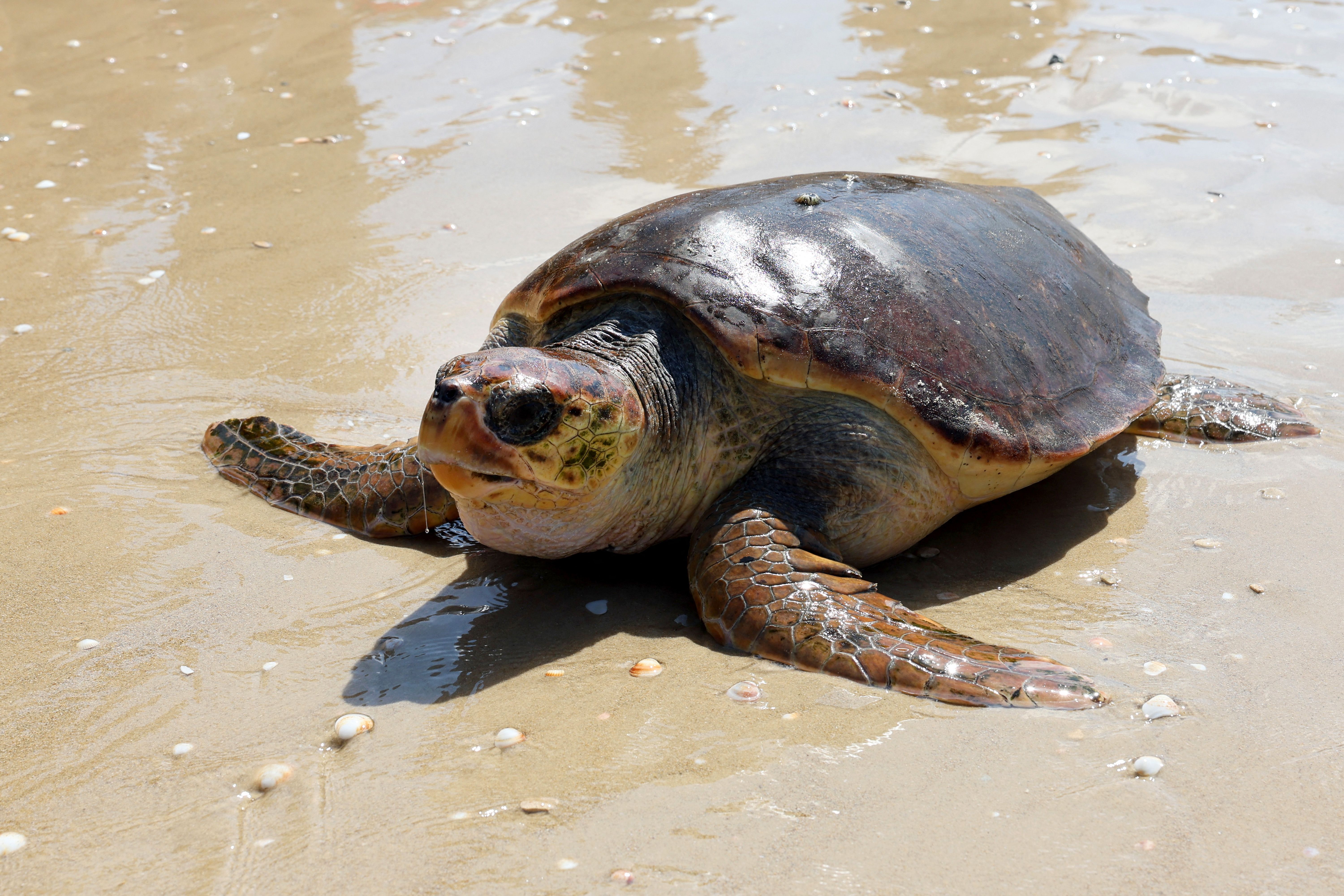 Representative image: A sea turtle finds its way into the Mediterranean