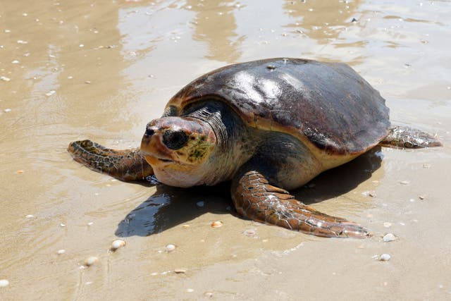 <p>Representative image: A sea turtle finds its way into the Mediterranean</p>