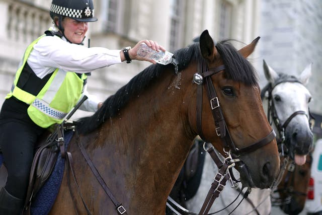 <p>A police officer pouring water on a police horse on Whitehall in central London on Monday.  </p>