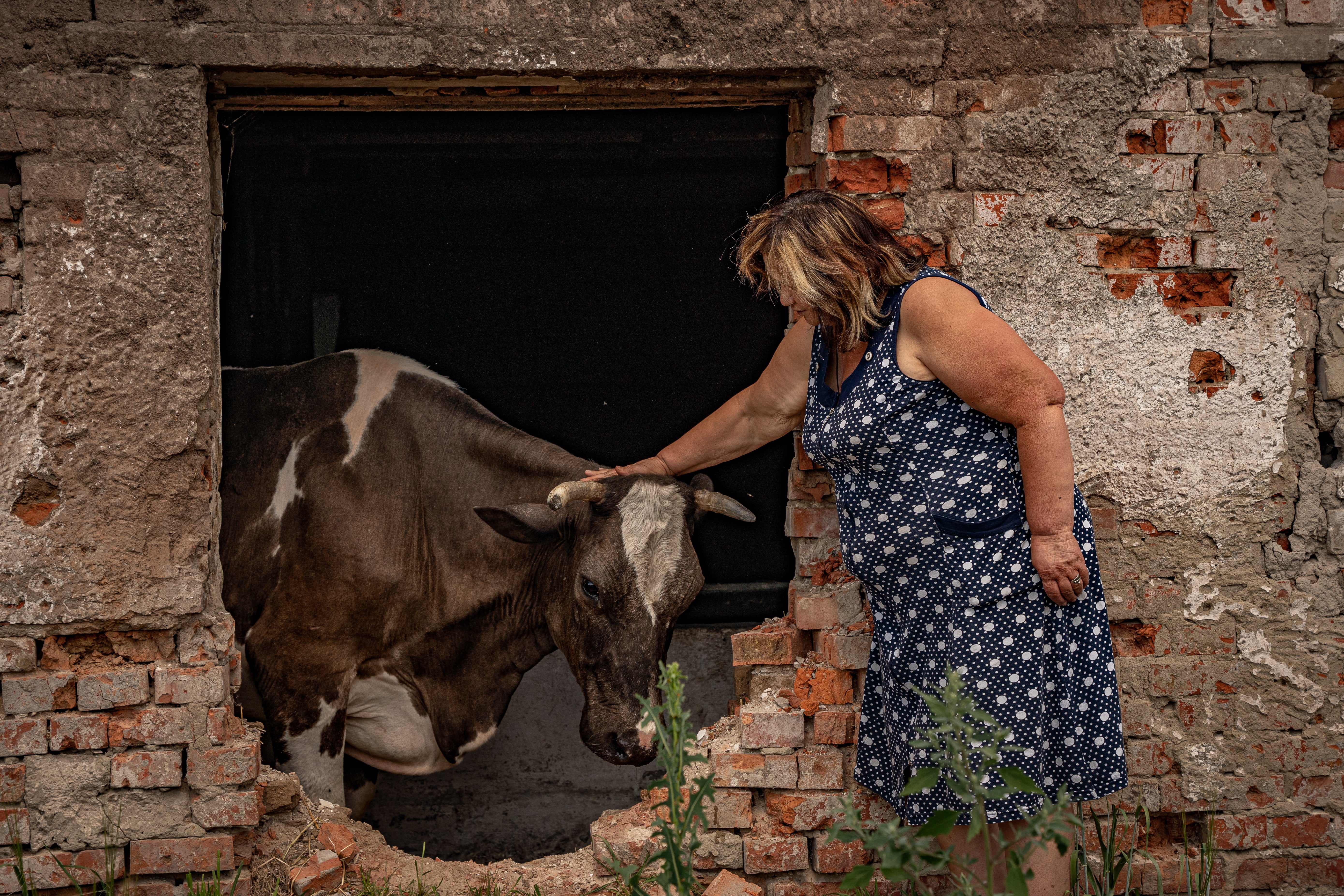 Lubov Zlobina, a farmer in Kharkiv, comforts one of her cows wounded by gunfire and shelling