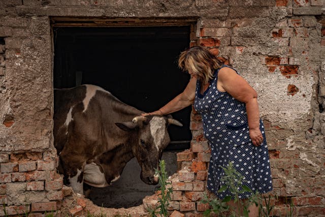 <p>Lubov Zlobina, a farmer in Kharkiv, comforts one of her cows wounded by gunfire and shelling</p>