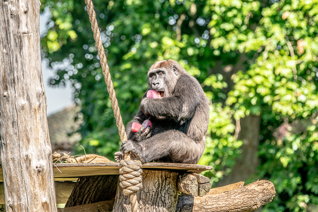 Zoos across the UK have taken extra precautions to keep their animals cool during the heatwave (ZSL London Zoo/PA)