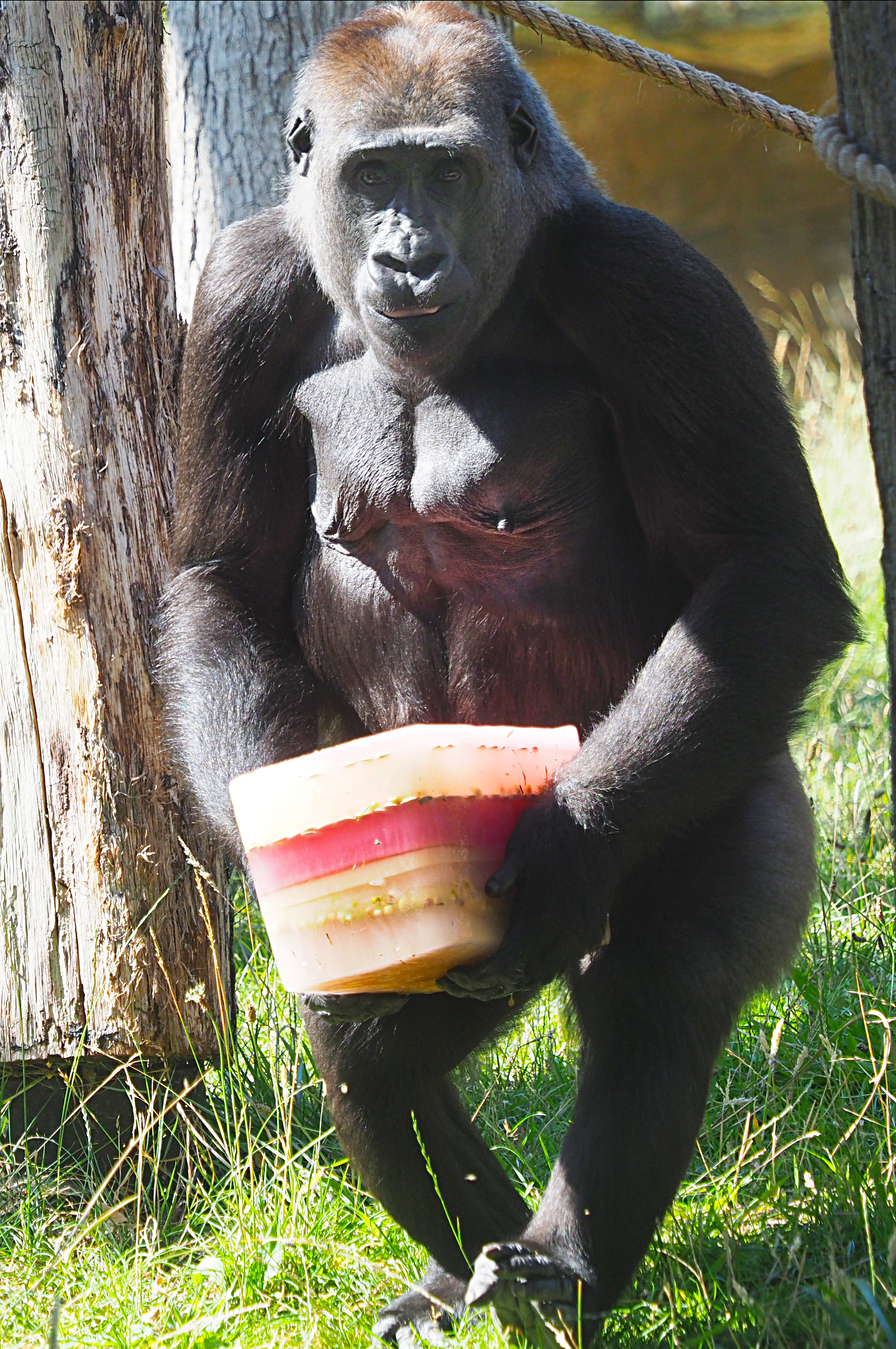 Western lowland gorilla Mjukuu enjoying an ice lolly during UK heatwave (ZSL London Zoo/PA)