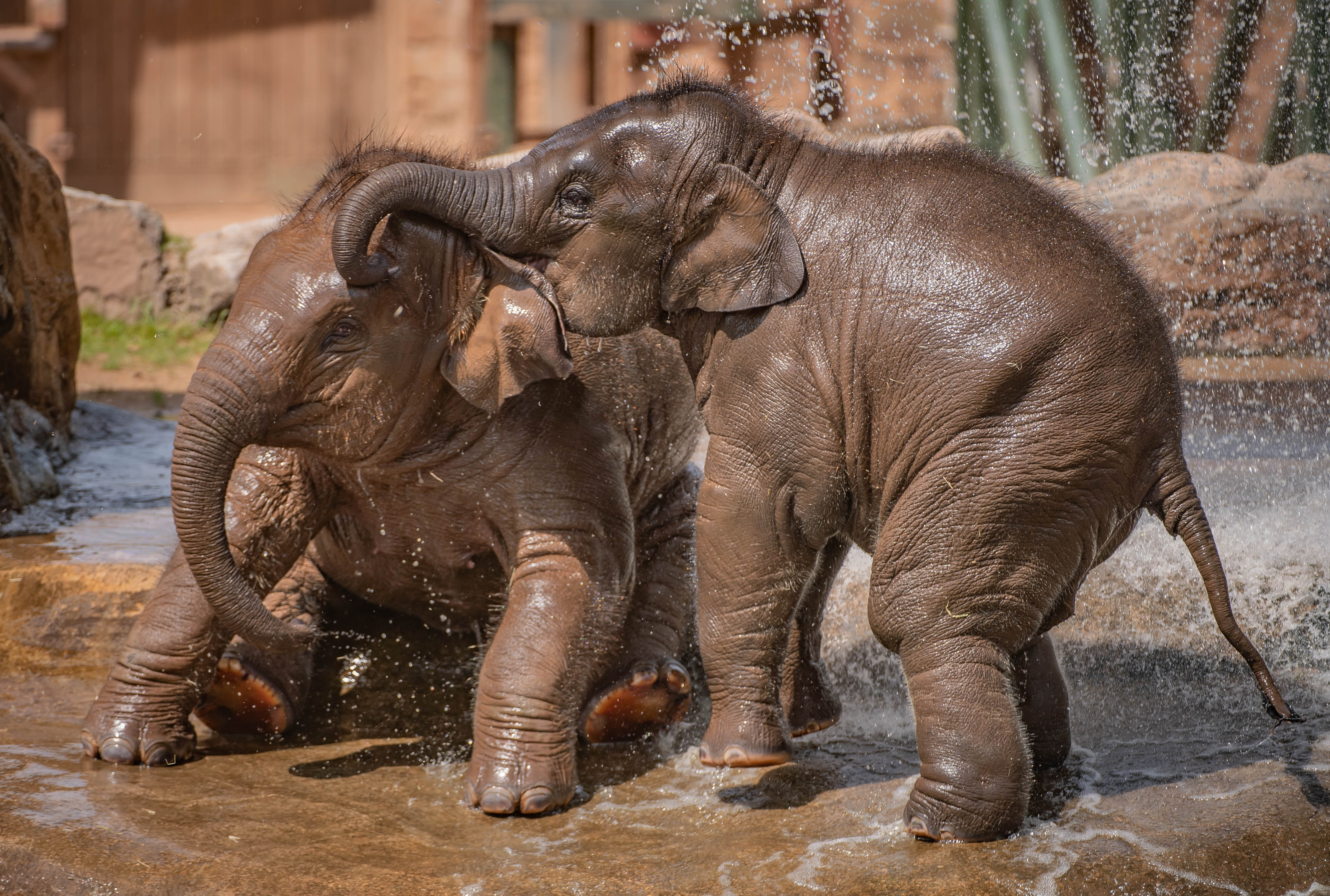 Asian elephants at Chester Zoo cool down by playing in the pool during July’s heatwave (Chester Zoo/PA)