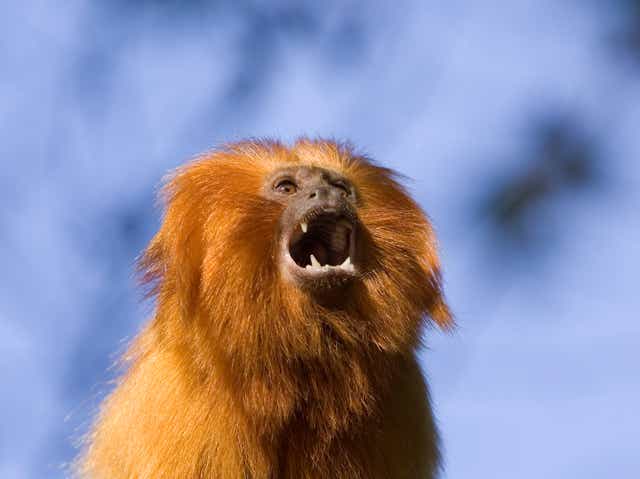 <p>Raising the alarm. Golden lion tamarins are an endangered species native to the Atlantic coastal forests of Brazil</p>