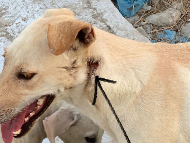 <p>One of the dogs that survived has a bullet wound in its neck (pictured) </p>