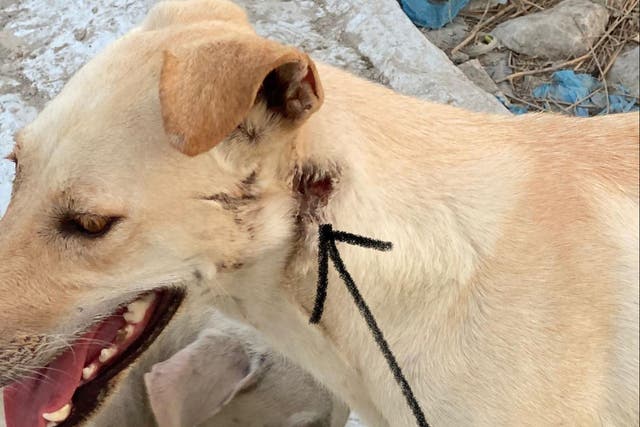<p>One of the dogs that survived has a bullet wound in its neck (pictured) </p>