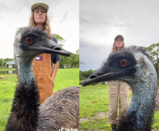 Adorable emu goes viral for constantly interrupting his owner’s videos