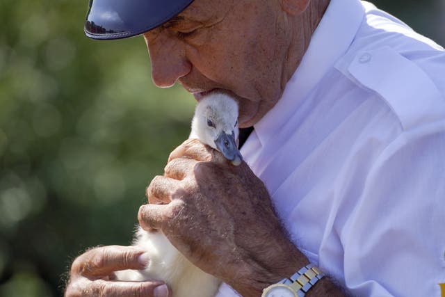 Queen’s Swan Marker David Barber checks over a rescued cygnet near Chertsey in Surrey, during the ancient tradition of Swan Upping (Steve Parsons/PA)