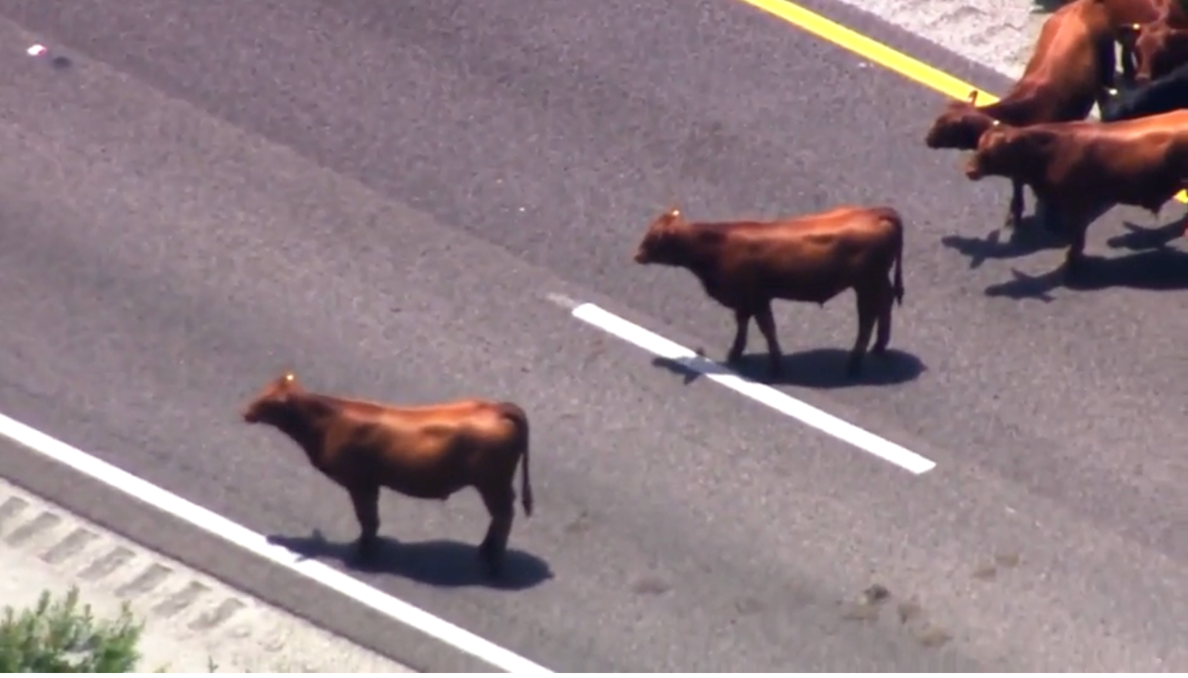 Cows spilled out on to a Florida turnpike after they were freed from a burning cattle hauler