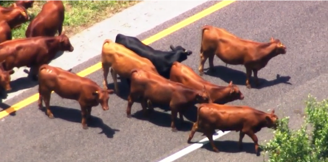 <p>A herd of cattle holds up traffic on a turnpike in central Florida</p>