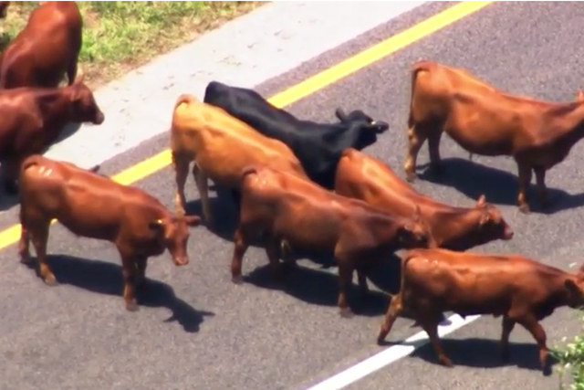 <p>A herd of cattle holds up traffic on a turnpike in central Florida</p>