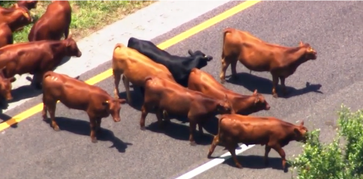 Video shows herd of escaped cows causing huge traffic jam on Florida turnpike