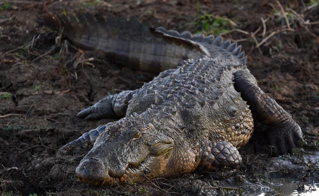 <p>A Crocodile sunbathes on a river bank at Yala National Park in the southern district of Yala, some 250kms southwest of Colombo on June 1, 2019</p>