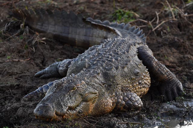 <p>A Crocodile sunbathes on a river bank at Yala National Park in the southern district of Yala, some 250kms southwest of Colombo on June 1, 2019</p>