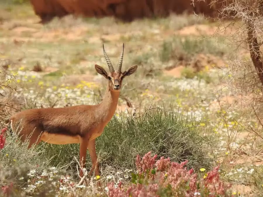 To bring back the leopard, first one must reintroduce its prey: a gazelle in the Sharaan nature reserves of AlUla