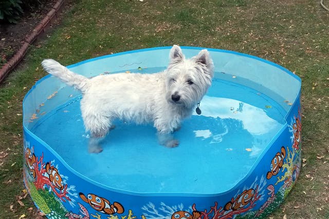 Arthur, a West Highland Terrier, cools off in a paddling pool in west London as temperatures in nearby Kew Gardens reached more than 29 degrees (PA)