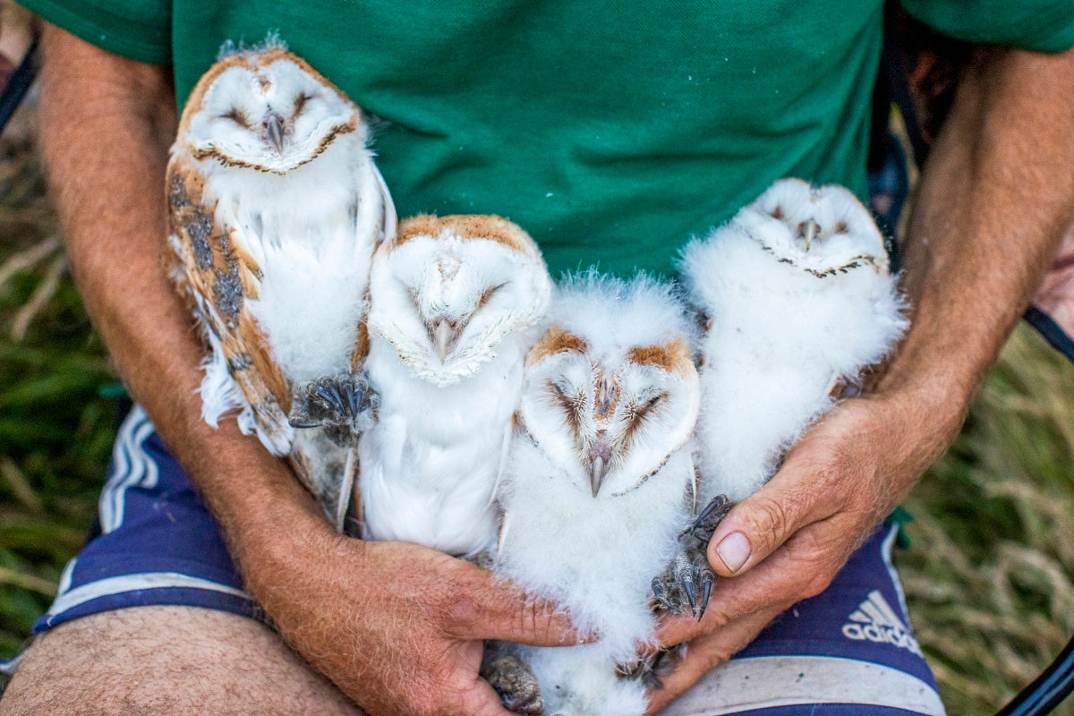 Volunteer nest minder Peter Toner holding the four owlets after they have been ringed close to the shores of Lough Neagh in Crumlin, Co. Antrim. PA Photo. Picture date: Monday July 18 2022. See PA story ULSTER Owl. Photo credit should read: Liam McBurney/PA Wire