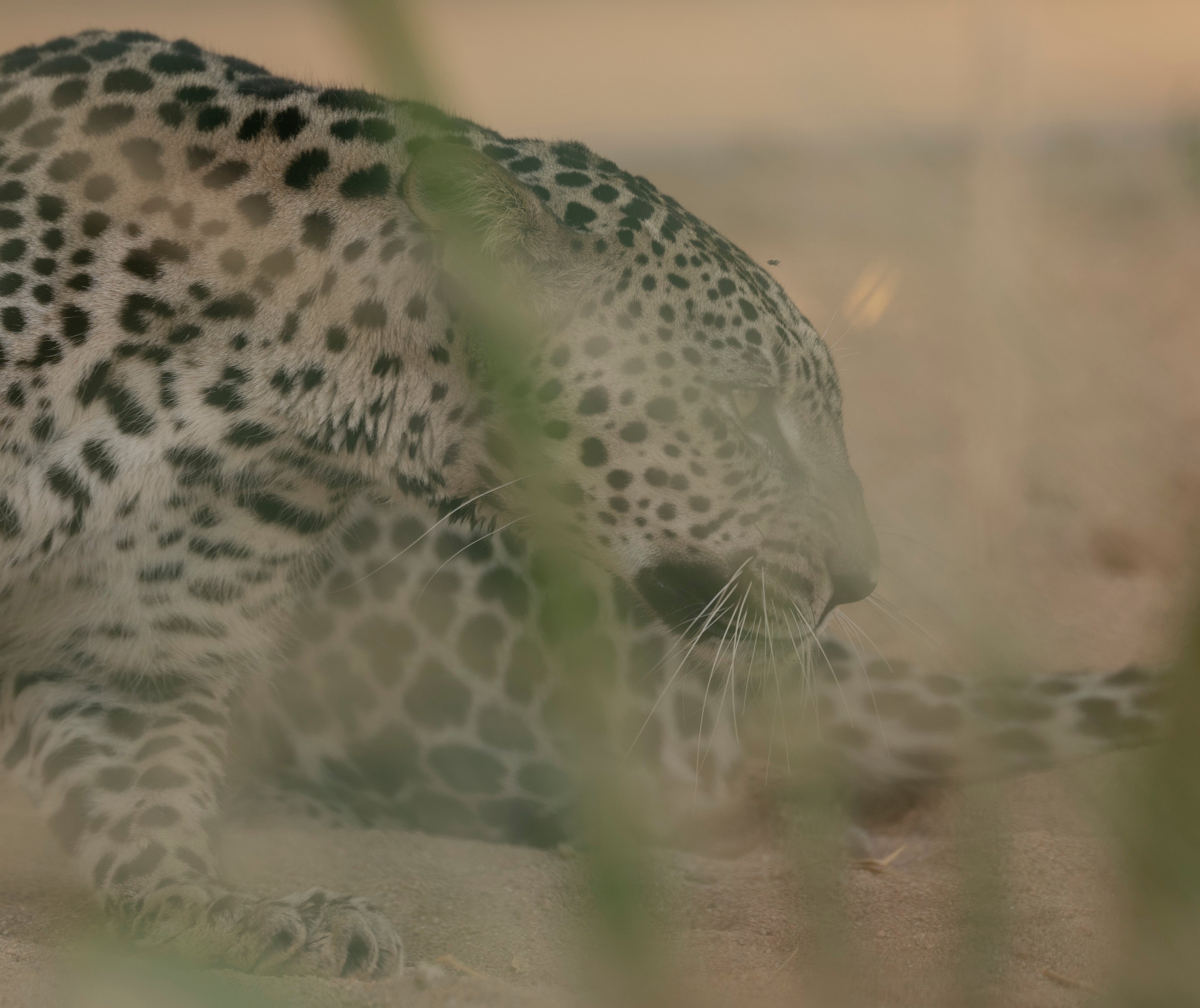 An Arabian leopard