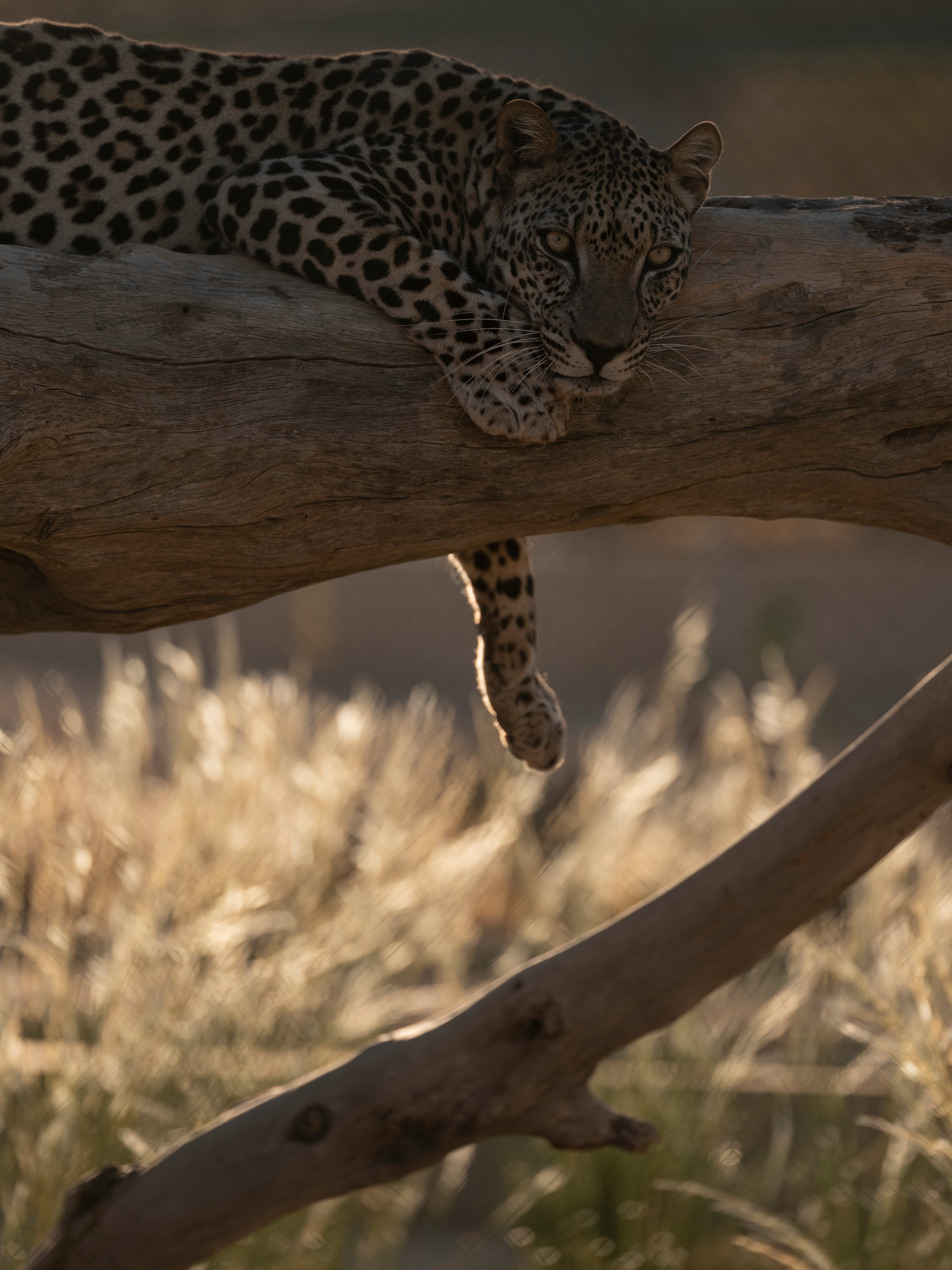 An Arabian leopard relaxes in a tree