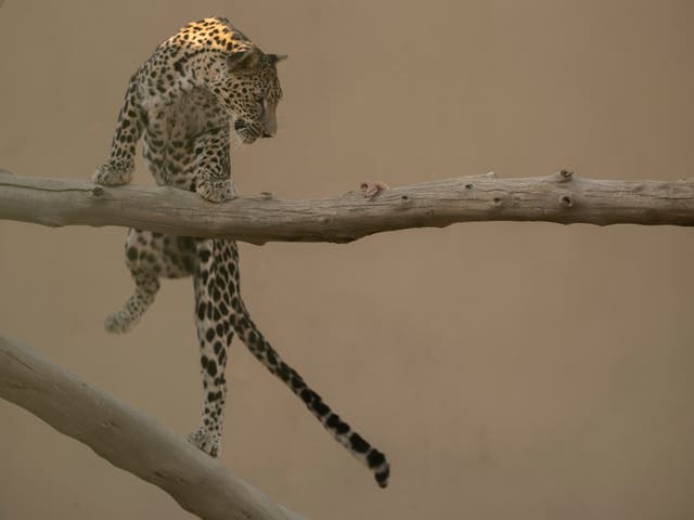 <p>An Arabian Leopard at the Taif breeding facility in Saudi Arabia</p>