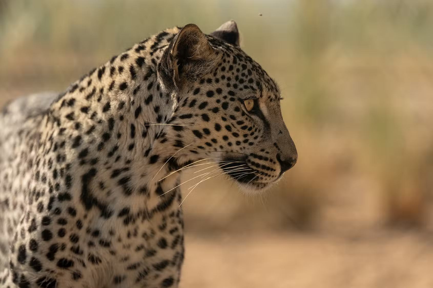 Arabian leopards: huge fines for illegal hunters