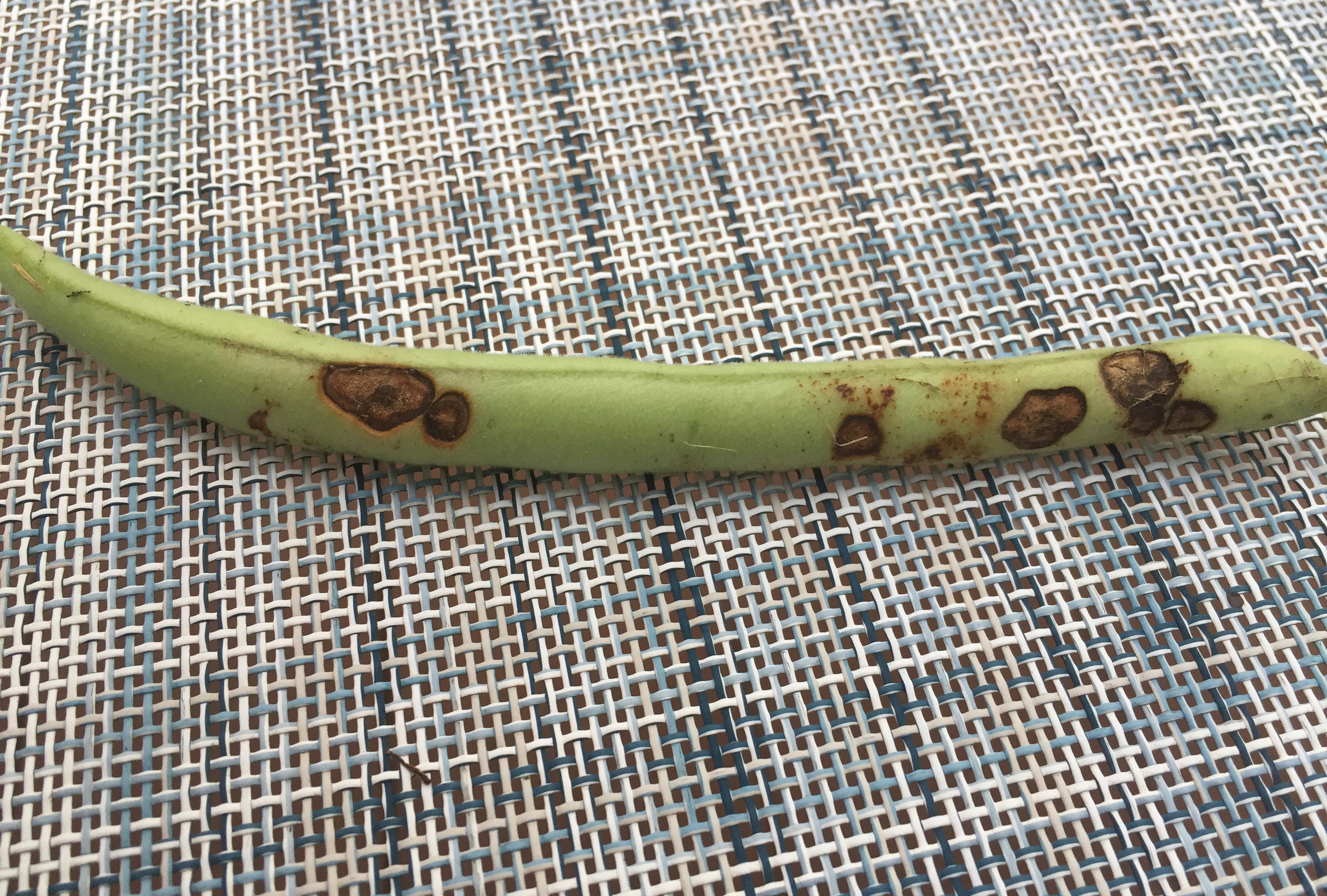 Gardening Vegetable Troubleshooting