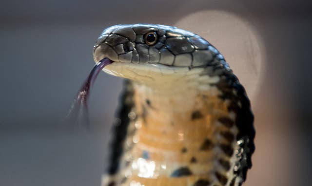 <p>A King Cobra is displayed to the public at Noah’s Ark Zoo Farm on August 2, 2016 in Bristol, England</p>