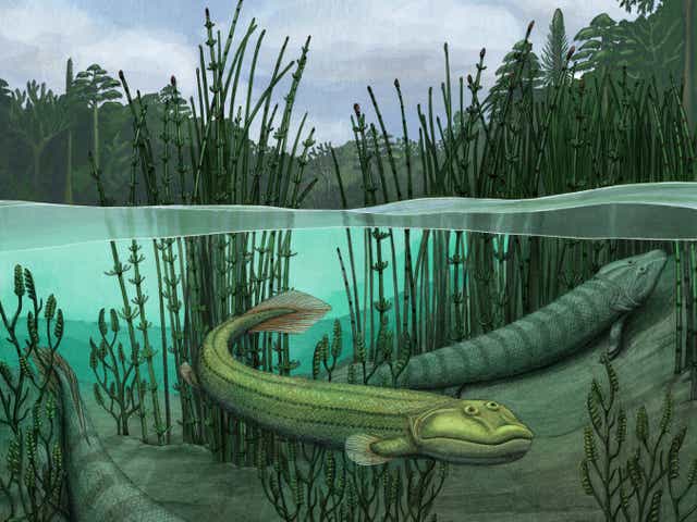 <p>Qikiqtania wakei is thought to have lived about 375 million years ago</p>