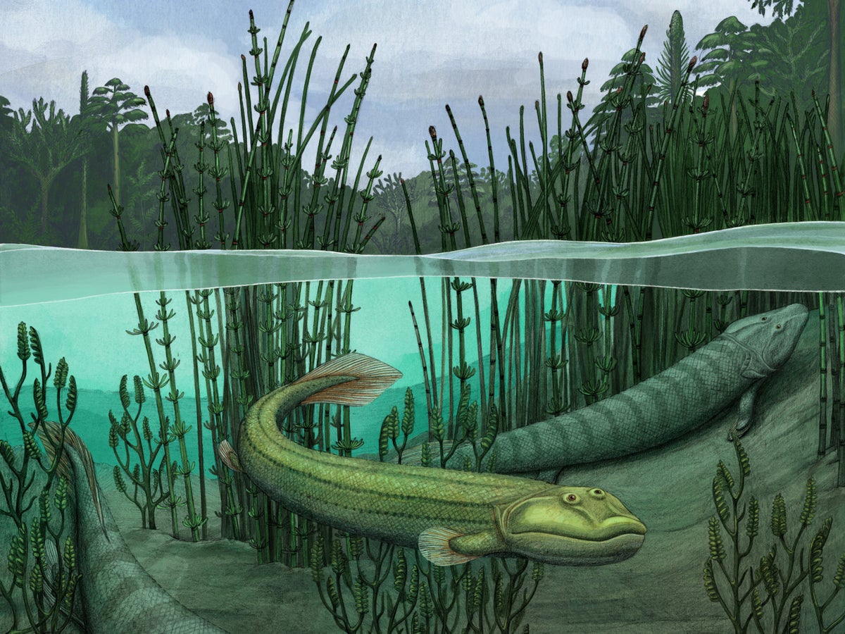 This ‘fishapod’ rejected life on land to return to the water 375 million years ago